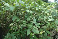 Strobilanthes neoaspera